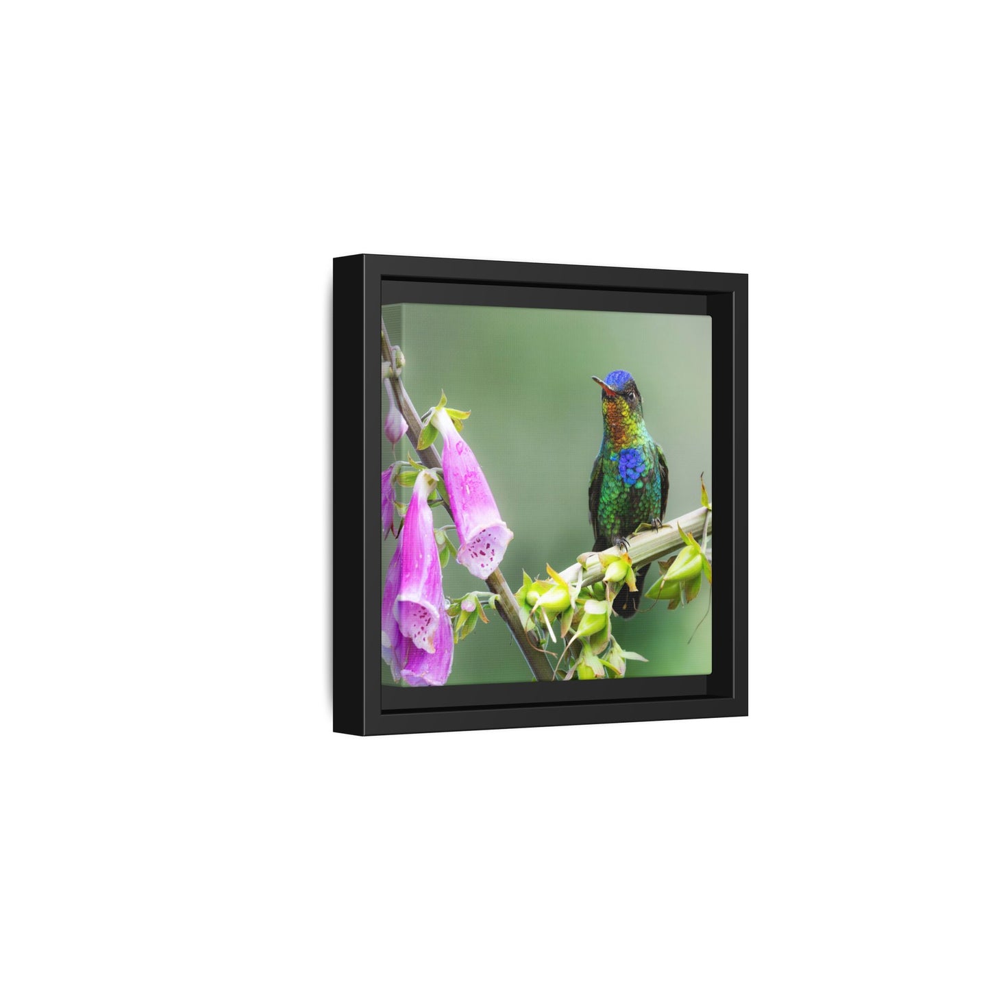Fiery-throated Hummingbird Framed Canvas Print, Hummingbird and Foxglove Wall Art
