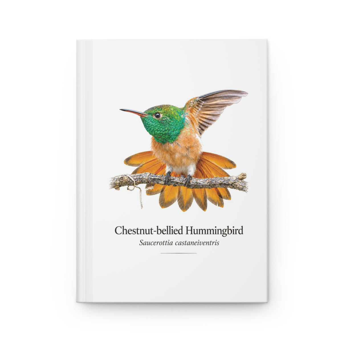 Chestnut-bellied Hummingbird Hardcover Journal