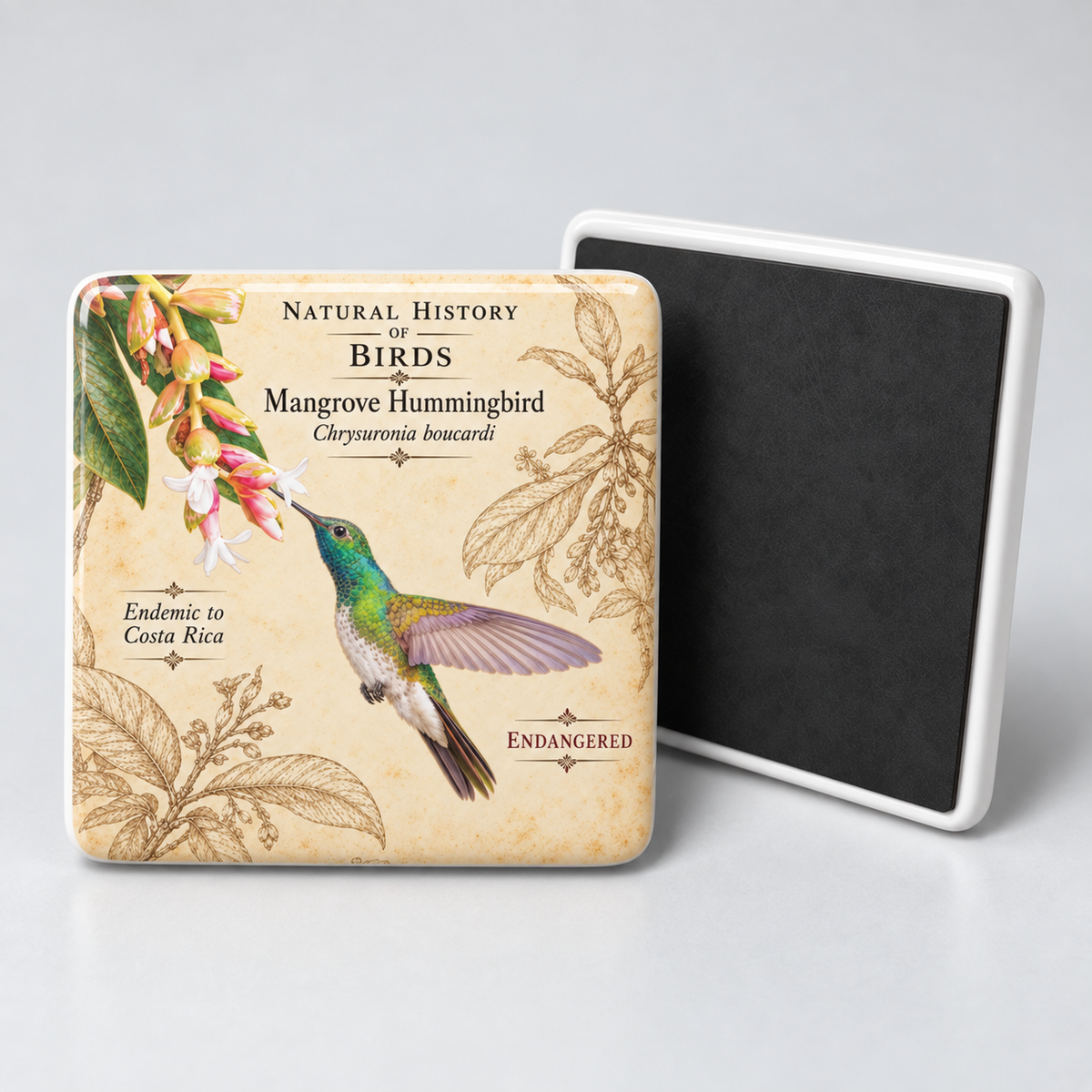 Mangrove Hummingbird Porcelain Magnet