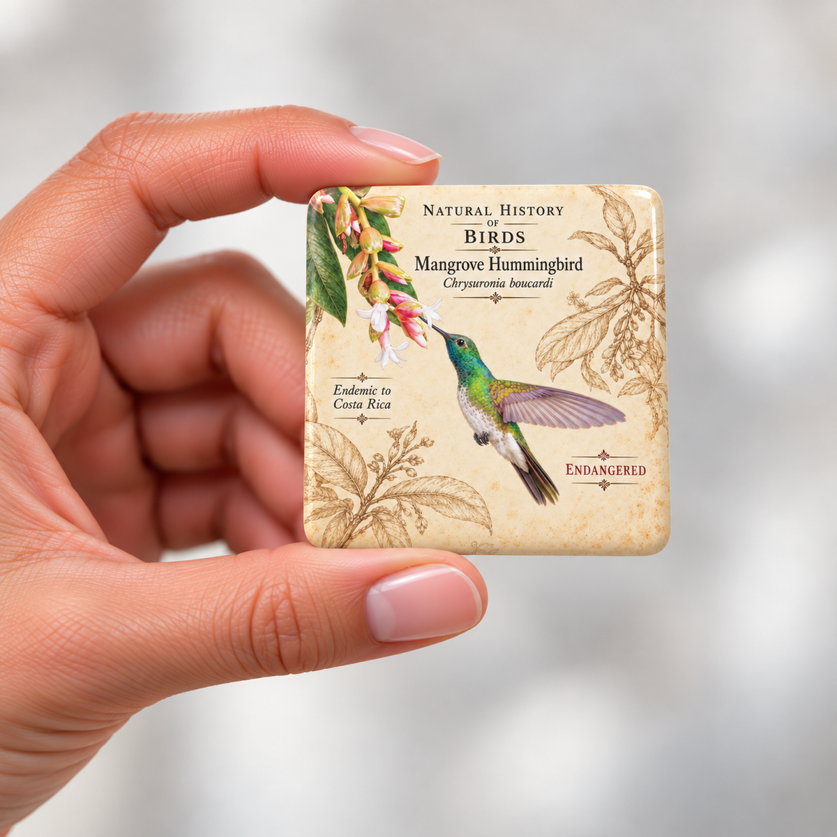 Mangrove Hummingbird Porcelain Magnet