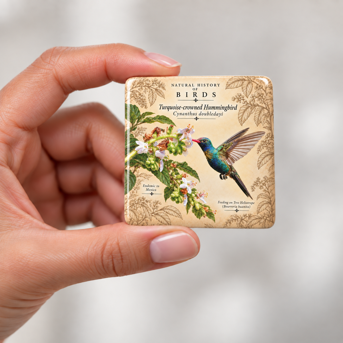 Turquoise-crowned Hummingbird Porcelain Magnet