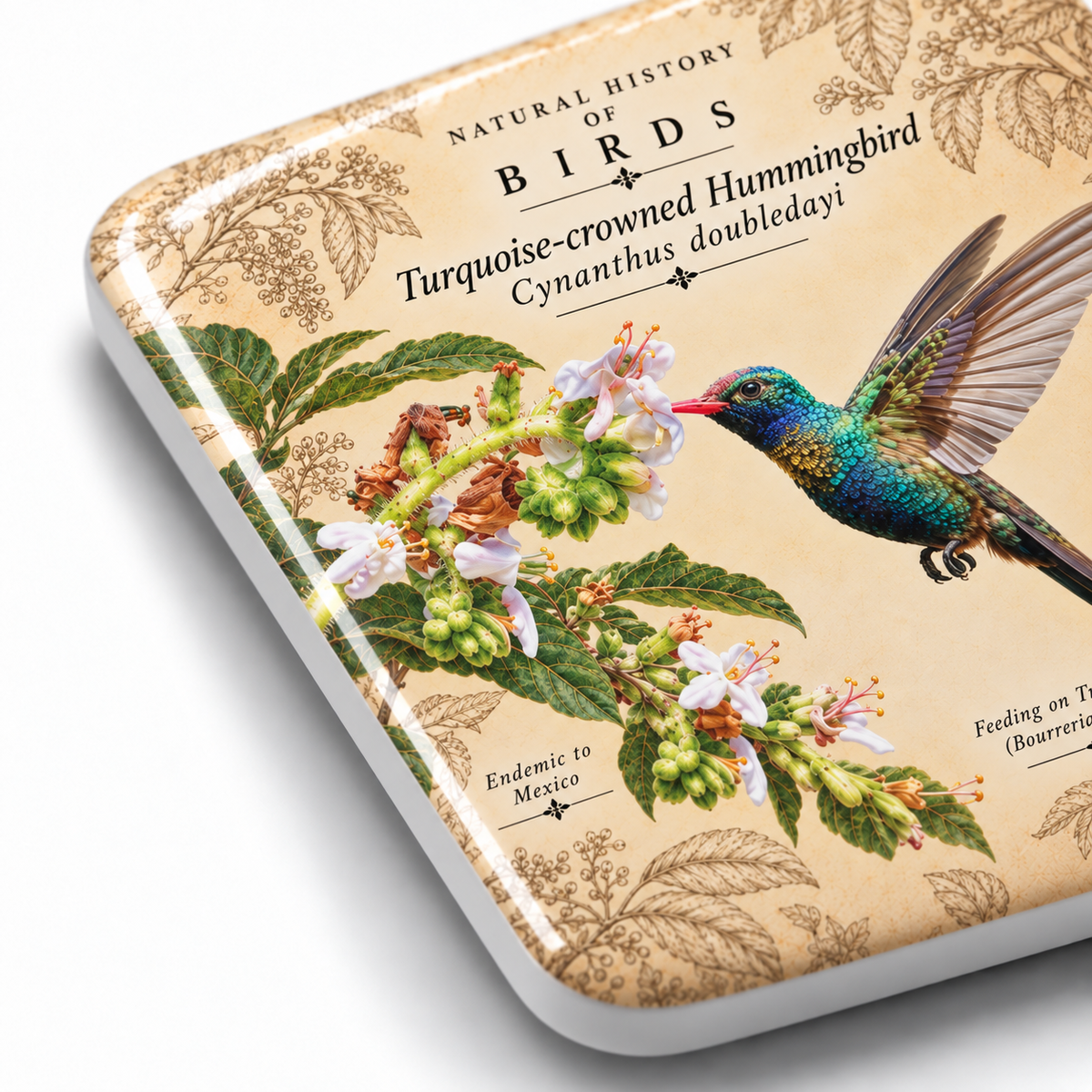 Turquoise-crowned Hummingbird Porcelain Magnet