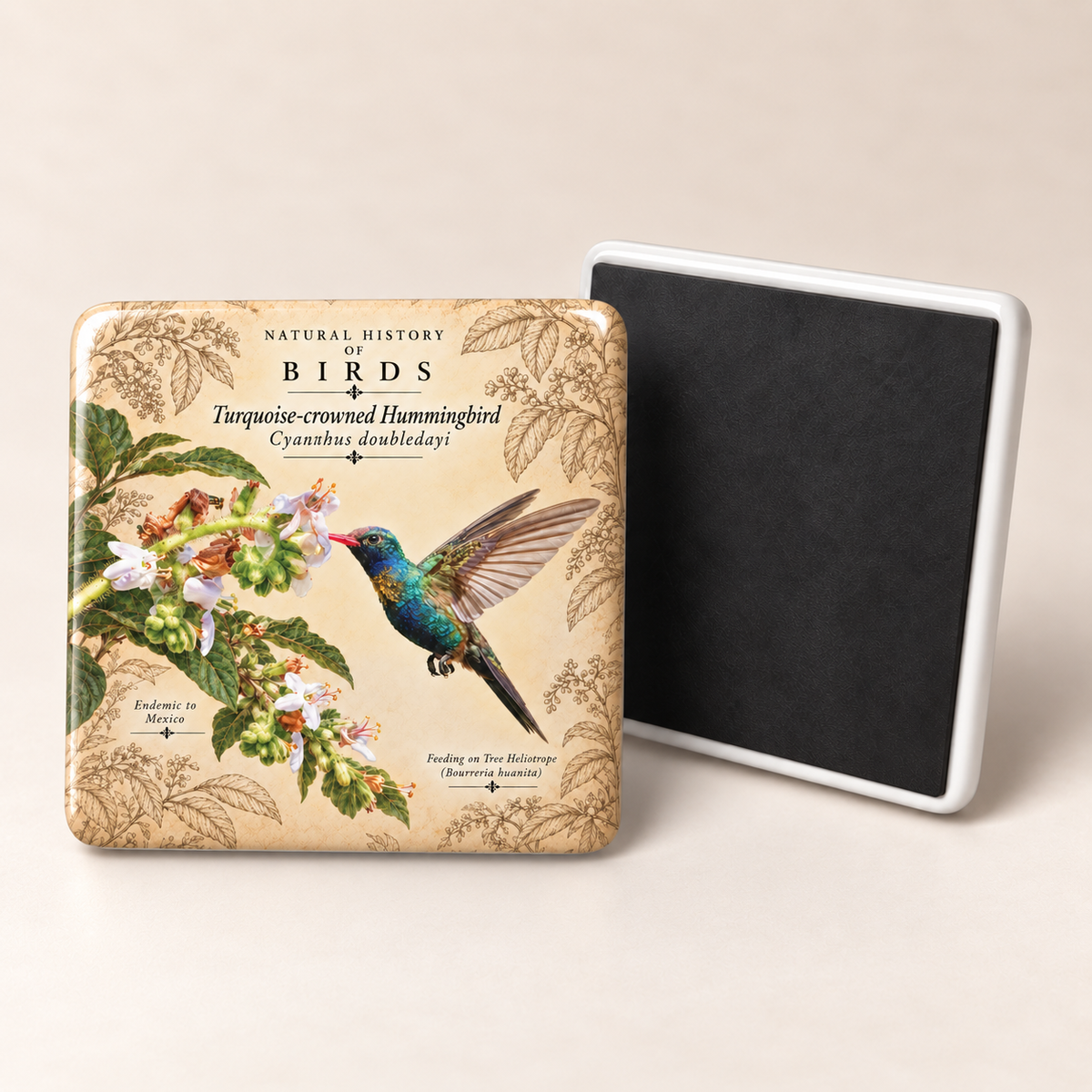 Turquoise-crowned Hummingbird Porcelain Magnet