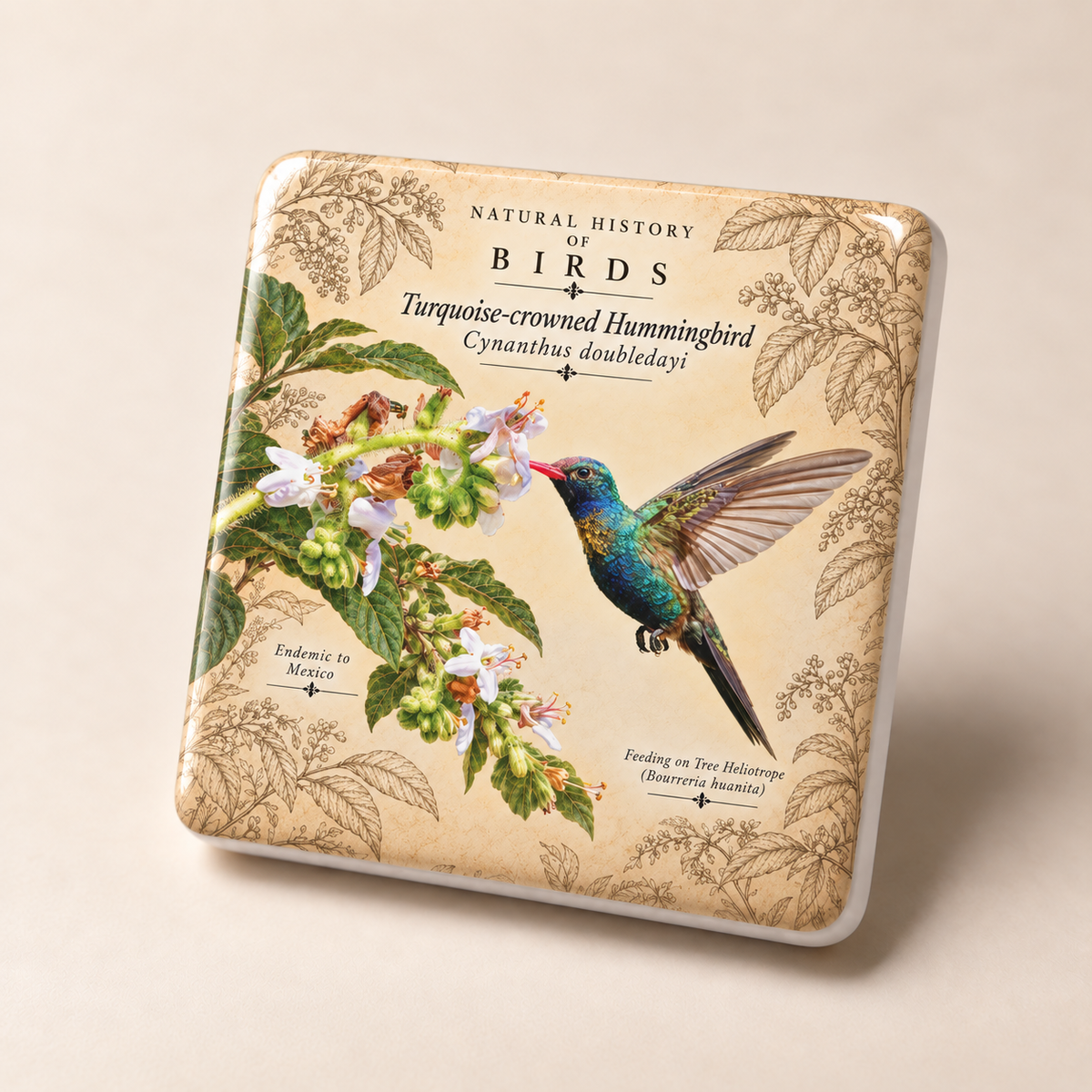 Turquoise-crowned Hummingbird Porcelain Magnet