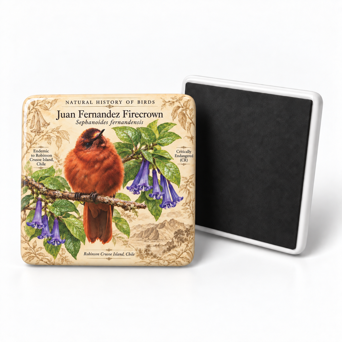 Juan Fernández Firecrown Porcelain Magnet
