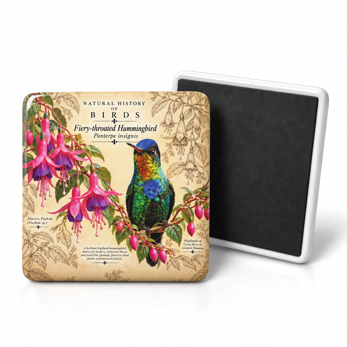 Fiery-throated Hummingbird Porcelain Magnet