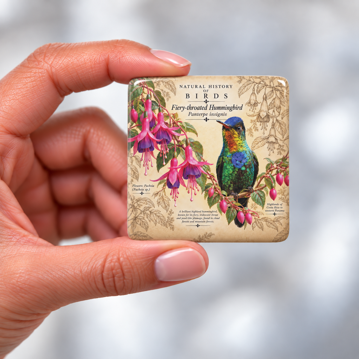 Fiery-throated Hummingbird Porcelain Magnet