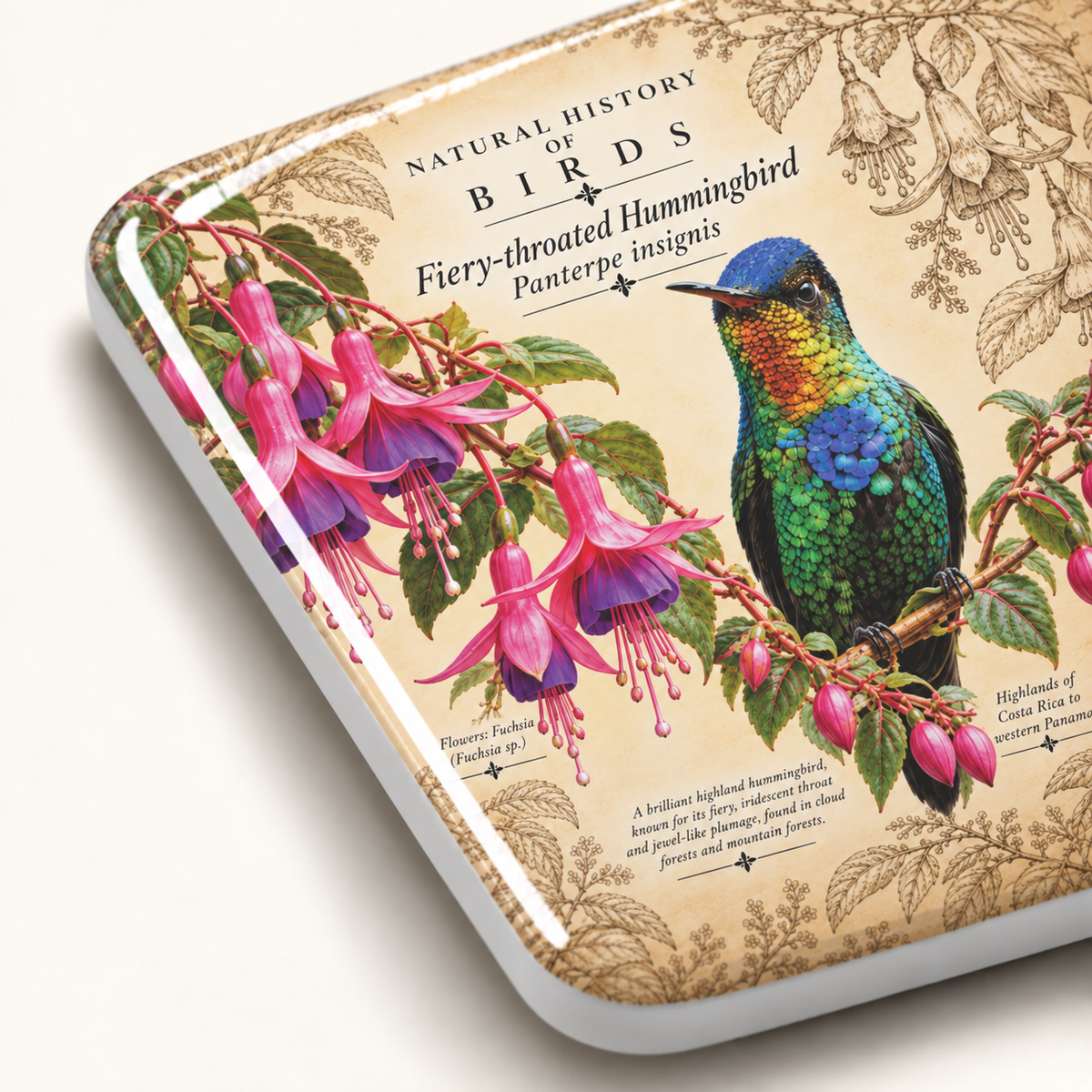 Fiery-throated Hummingbird Porcelain Magnet