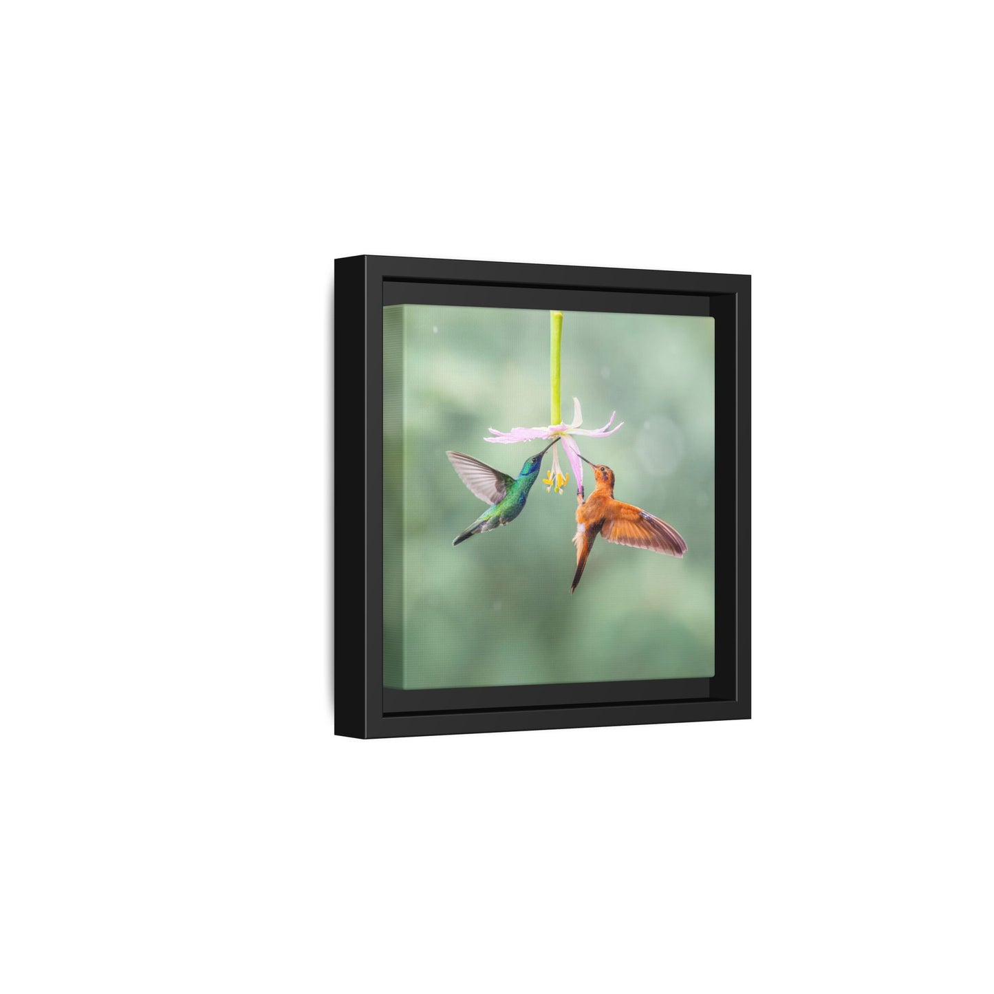Lesser Violetear and Shining Sunbeam Framed Canvas Print, Two Hummingbirds Wall Art