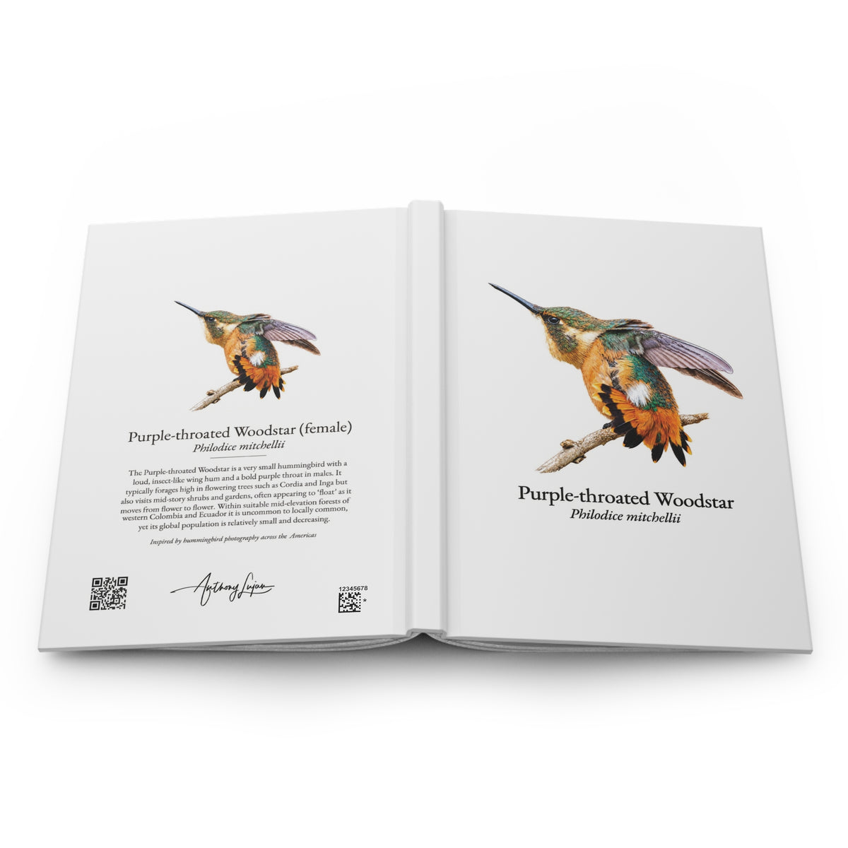 Purple-throated Woodstar female Hardcover Journal