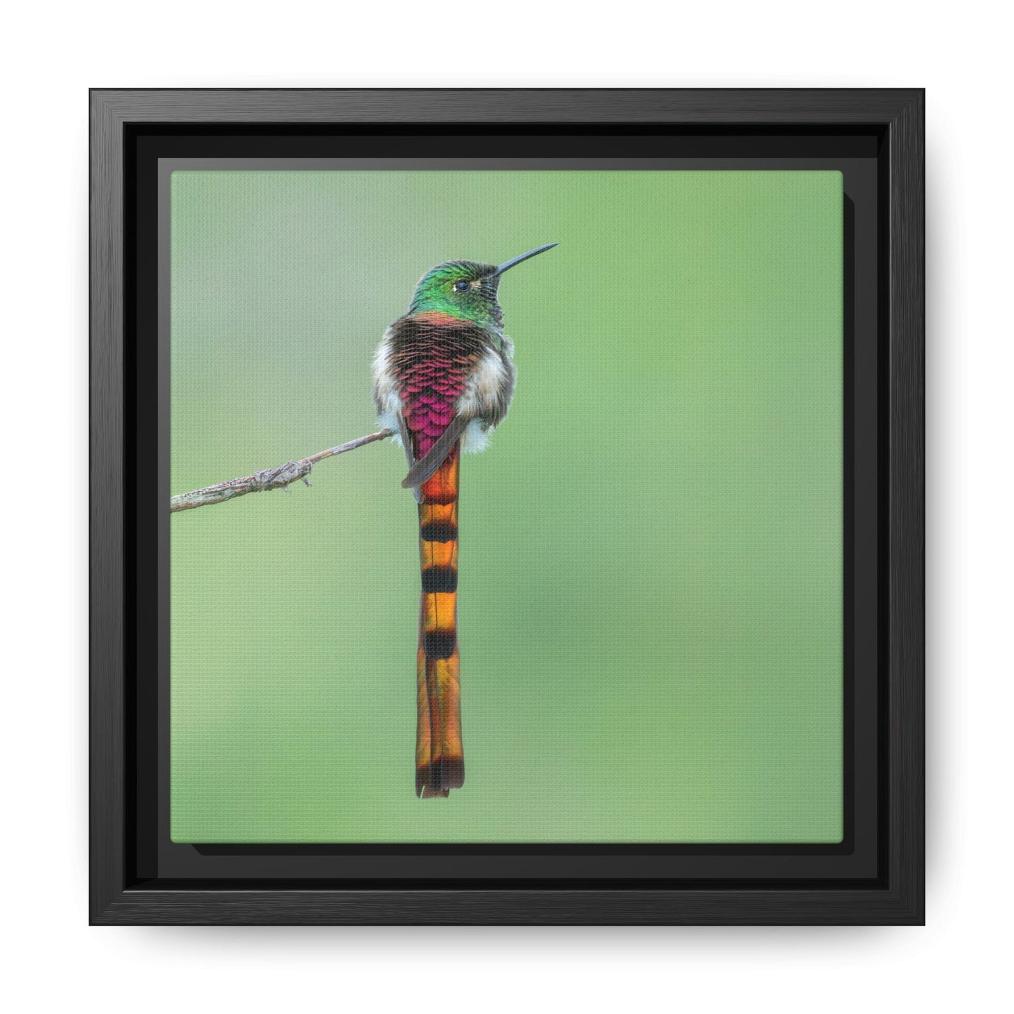 Red-tailed Comet Framed Canvas Print, Long-tailed Andean Hummingbird Wall Art
