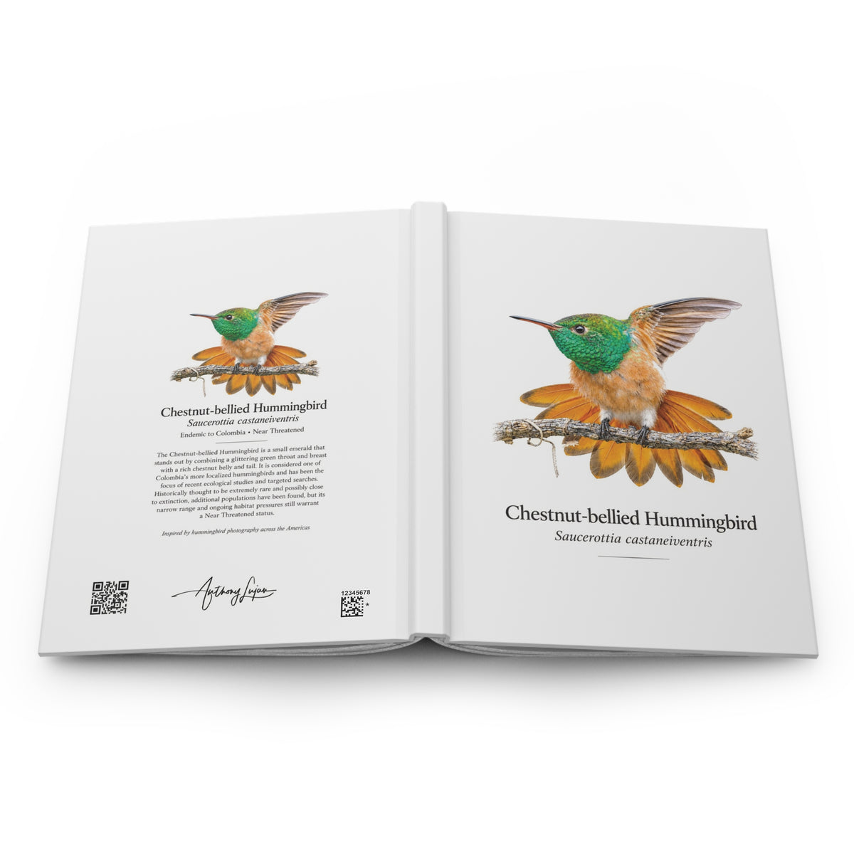 Chestnut-bellied Hummingbird Hardcover Journal
