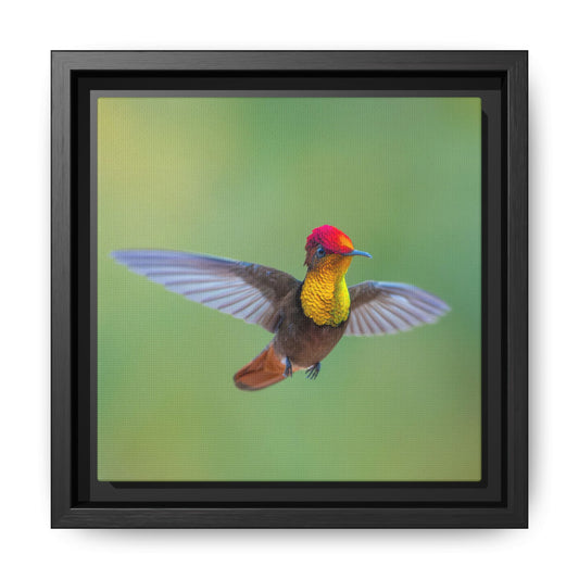 Ruby-topaz Hummingbird Framed Canvas Print, Colorful Hummingbird Wall Art