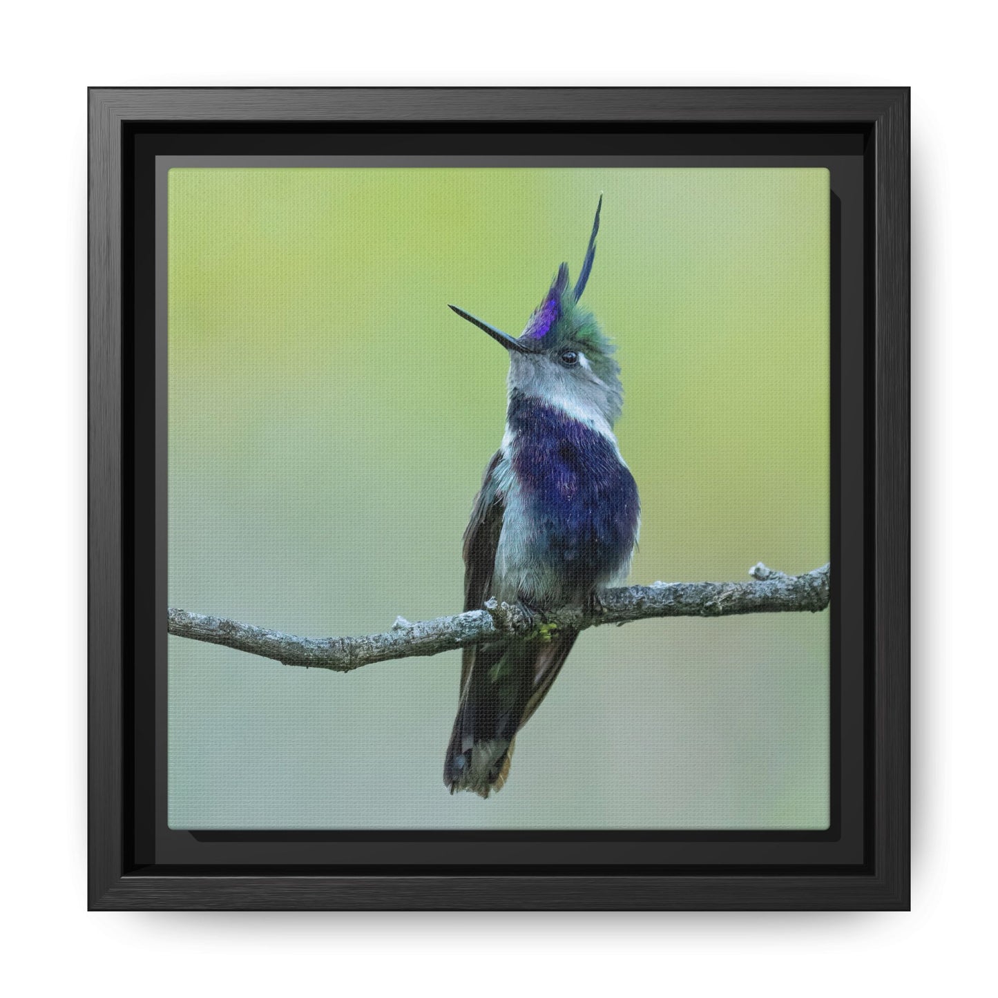 Purple-crowned Plovercrest Framed Canvas Print, Crested Hummingbird Wall Art