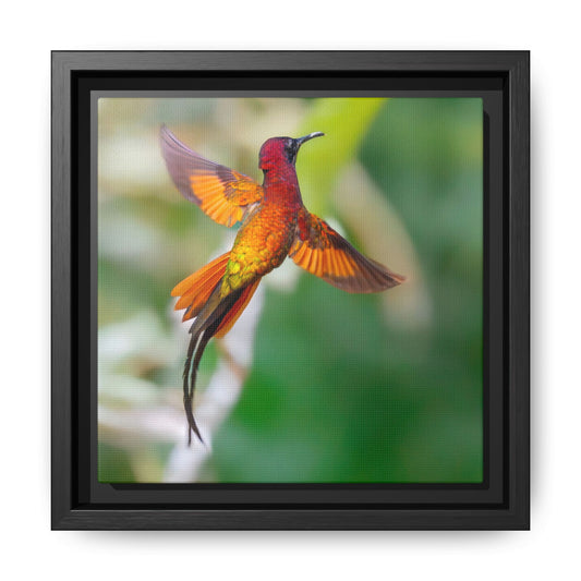 Crimson Topaz Framed Canvas Print, Long-tailed Hummingbird Wall Art