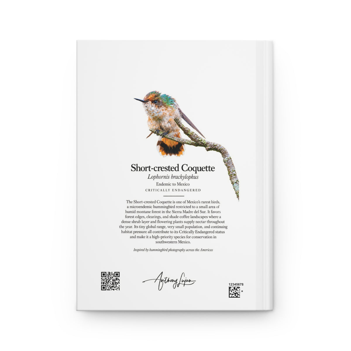 Short-crested Coquette Hardcover Journal