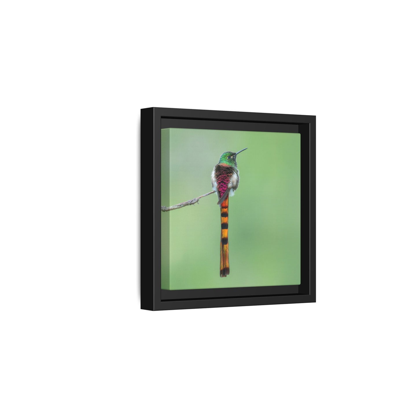 Red-tailed Comet Framed Canvas Print, Long-tailed Andean Hummingbird Wall Art