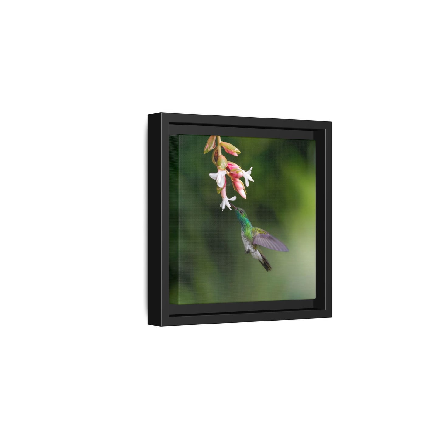 Mangrove Hummingbird Framed Canvas Print, Hummingbird and Tropical Flowers Wall Art