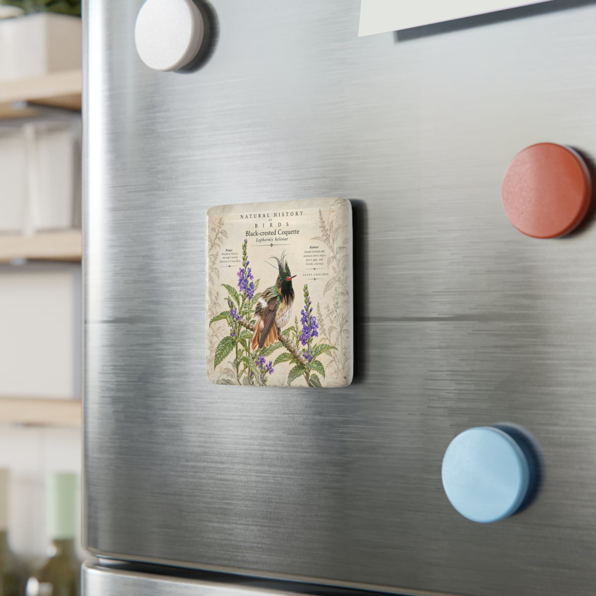 Black-crested Coquette Porcelain Tile Magnet