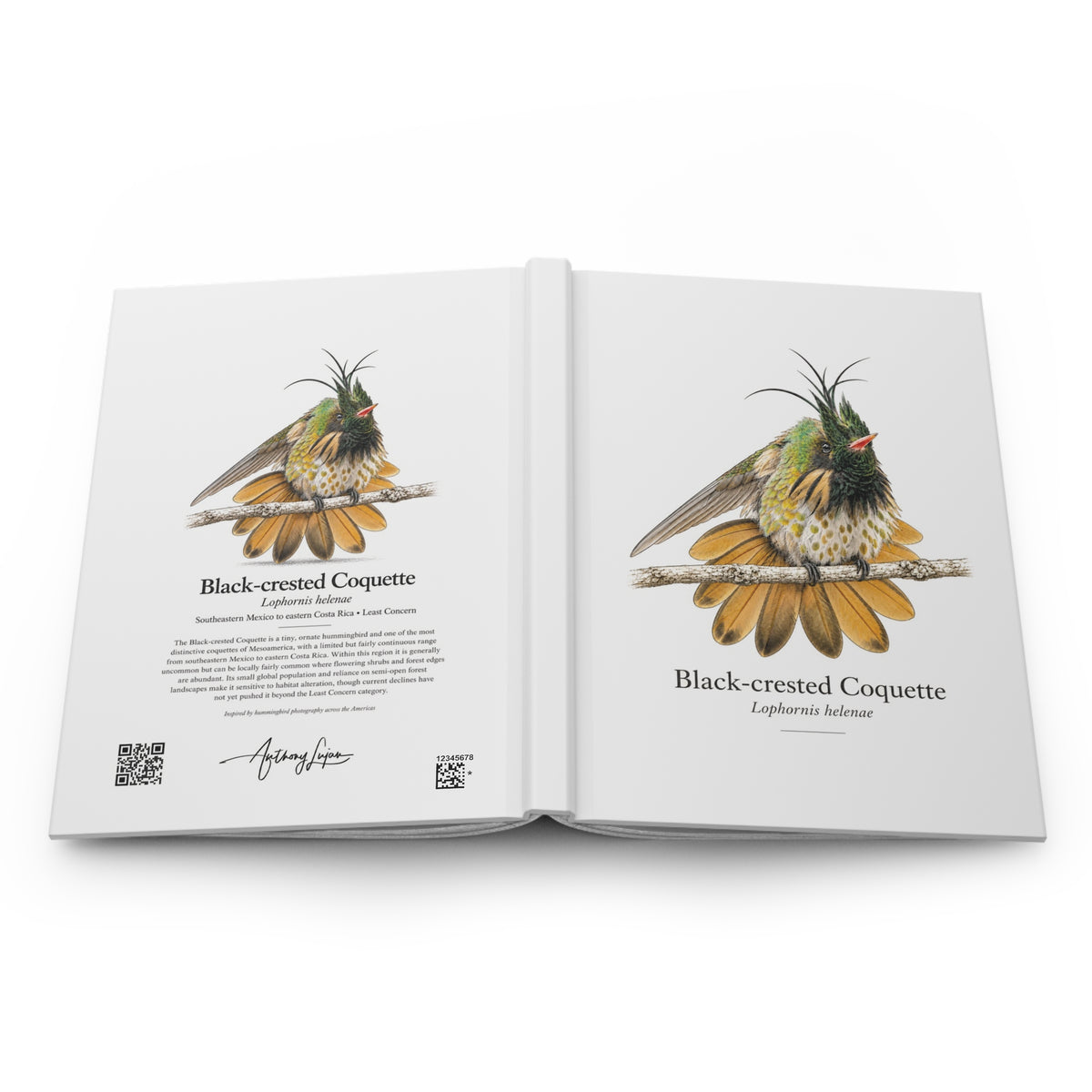 Black-crested Coquette Hardcover Journal