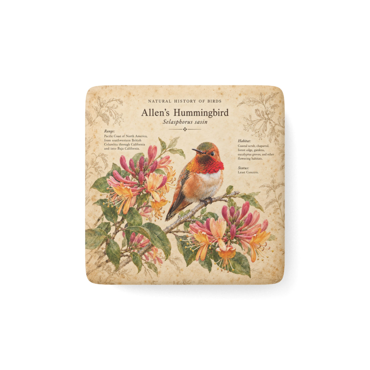 Allen's Hummingbird Porcelain Magnet