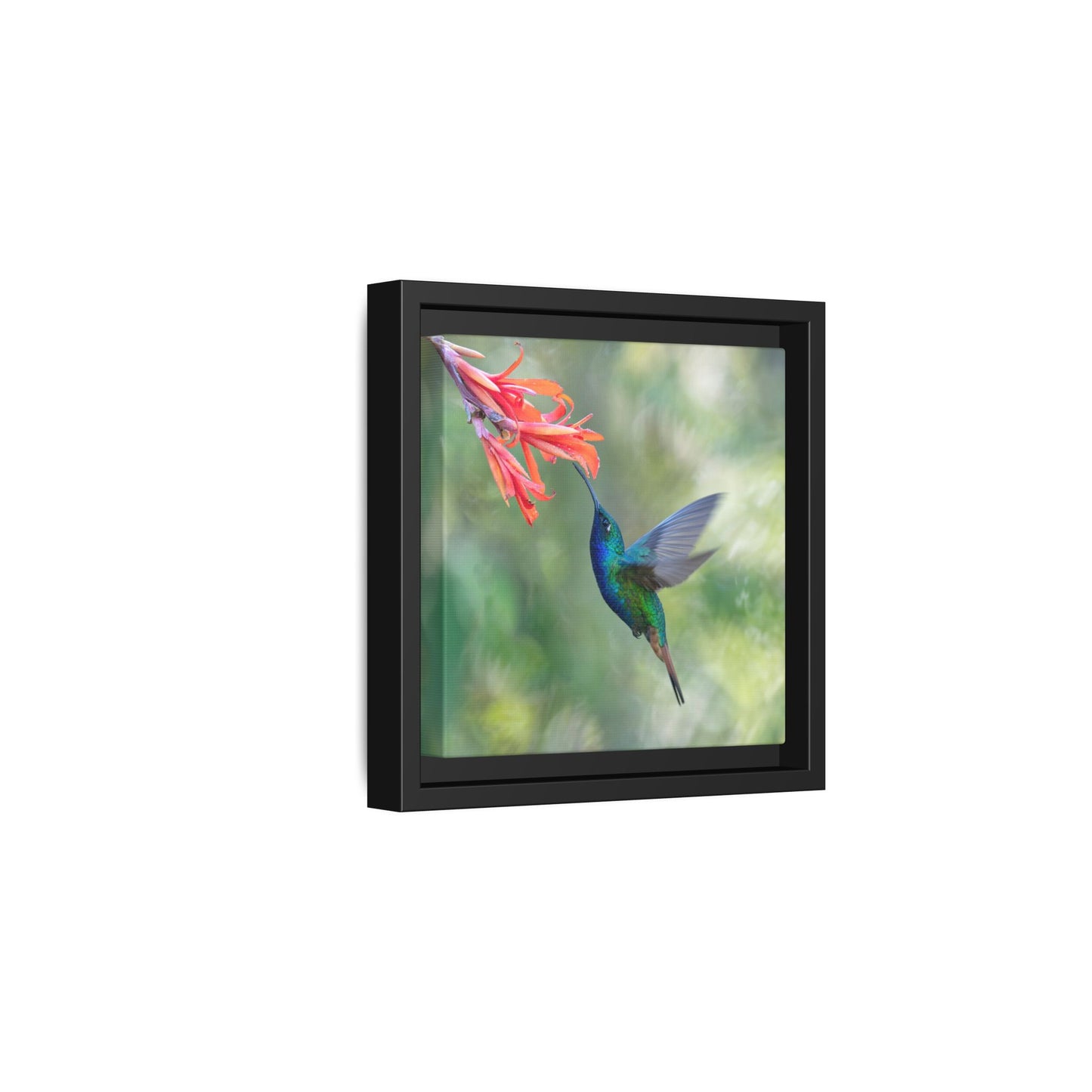 Lazuline Hummingbird Framed Canvas Print, Hummingbird and Red Flowers Wall Art