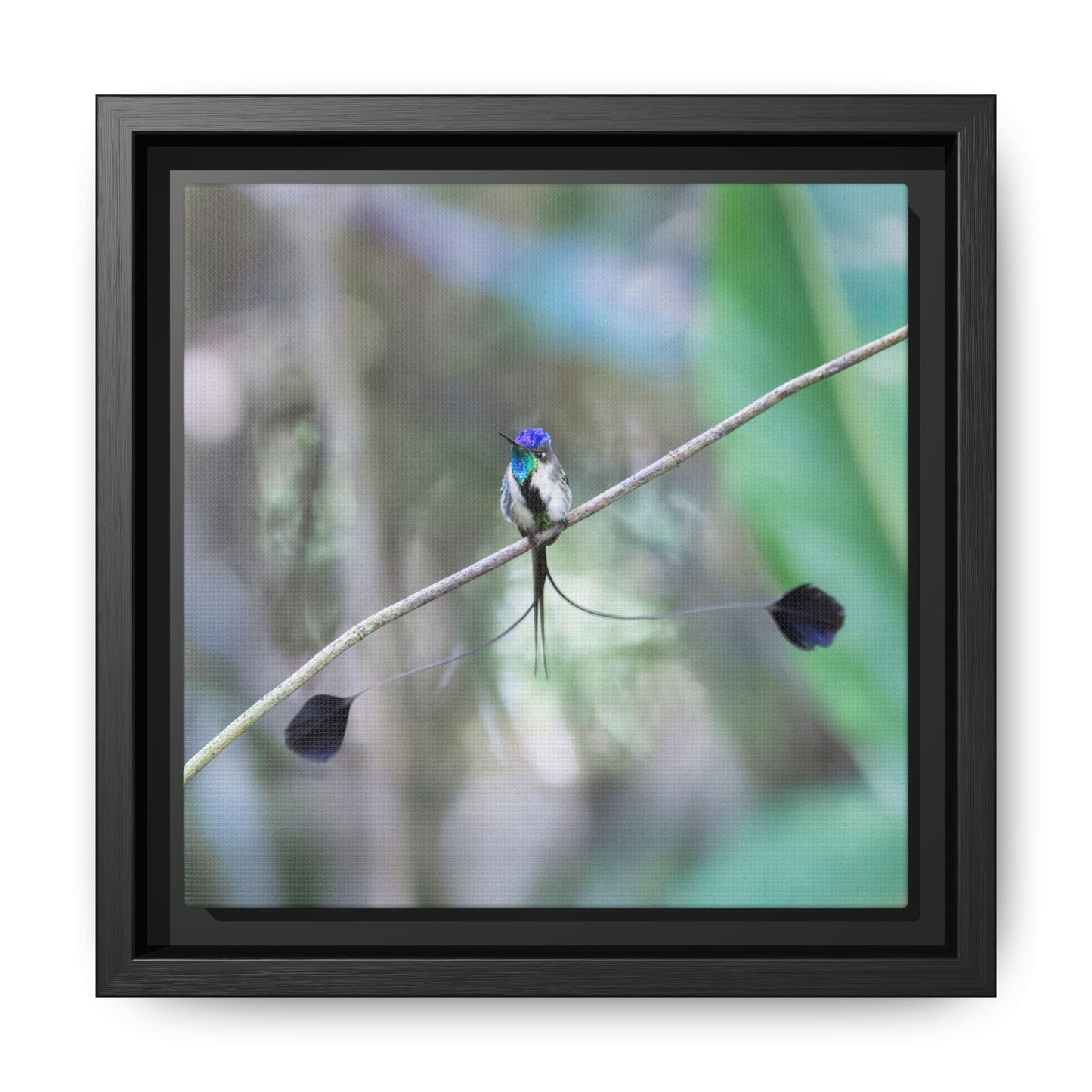 Marvelous Spatuletail Framed Canvas Print, Long-tailed Hummingbird Wall Art