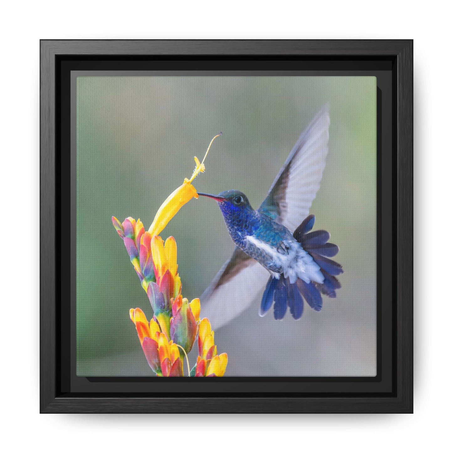 Sapphire-spangled Emerald Framed Canvas Print, Hummingbird and Tropical Flowers Wall Art