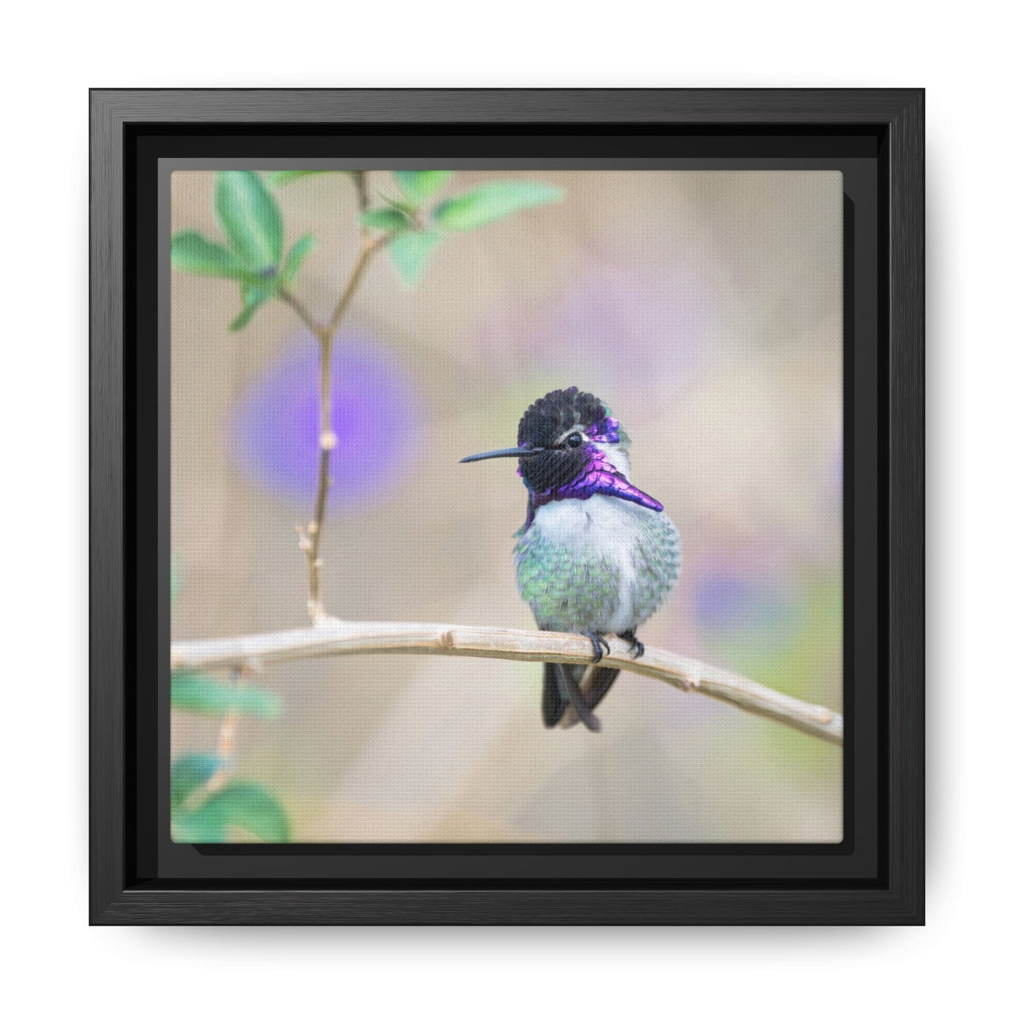 Costa's Hummingbird Framed Canvas Print, Desert Hummingbird Wall Art
