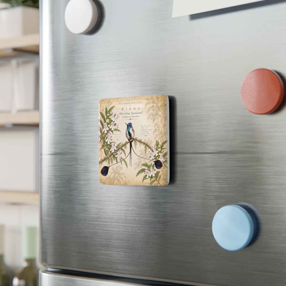Marvelous Spatuletail Porcelain Tile Magnet