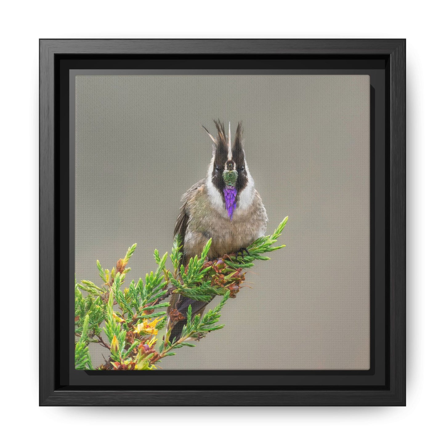 Buffy Helmetcrest Framed Canvas Print, Andean Hummingbird Wall Art