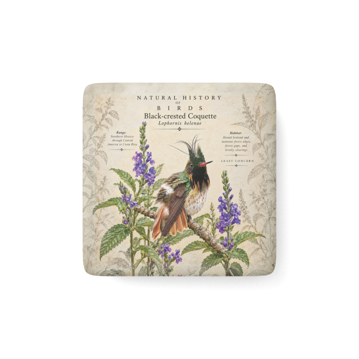 Black-crested Coquette Porcelain Tile Magnet