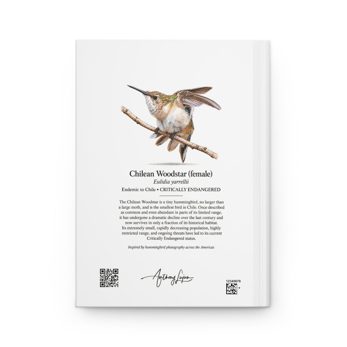 Chilean Woodstar female Hardcover Journal