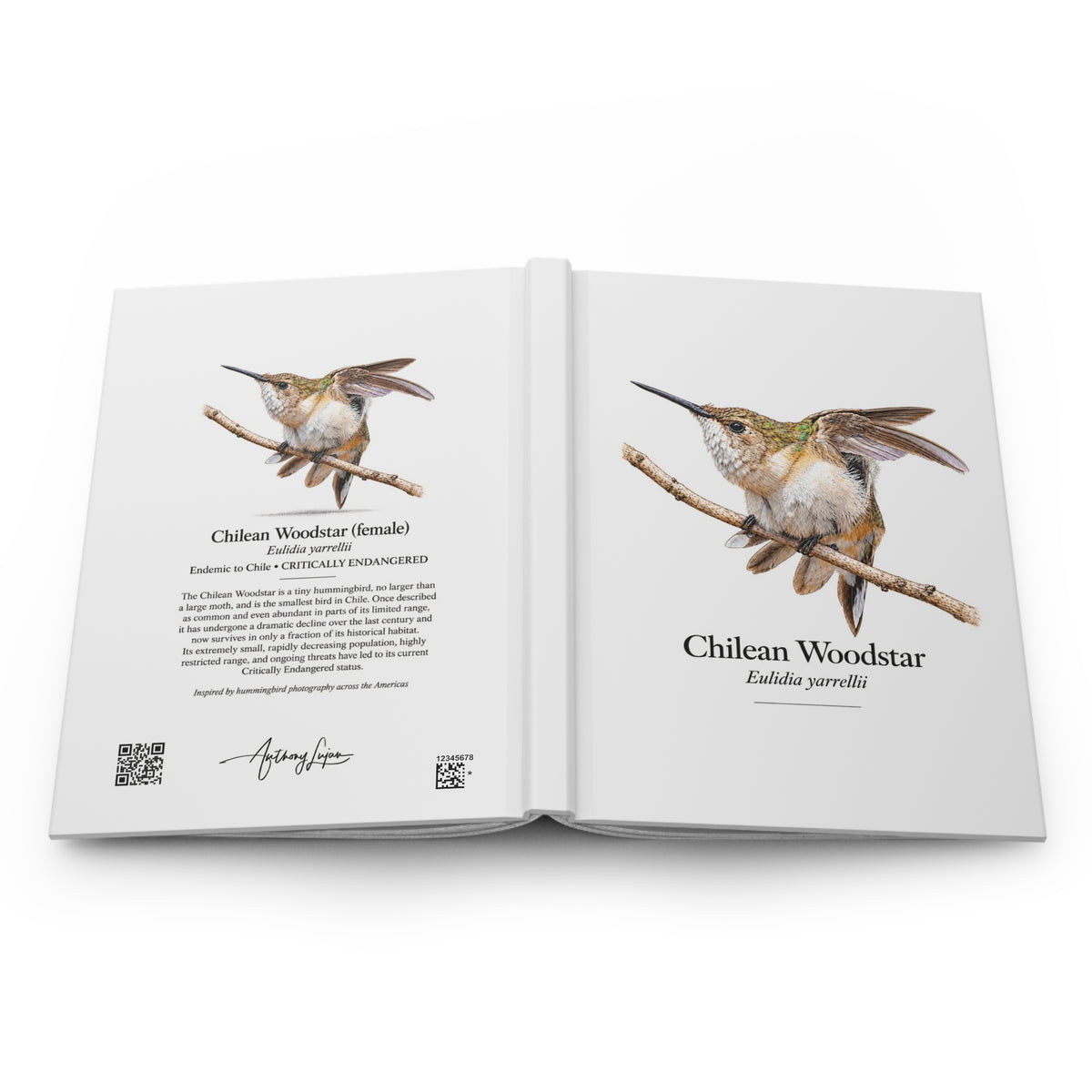 Chilean Woodstar female Hardcover Journal
