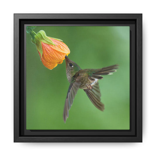 Female Green-backed Firecrown Framed Canvas Print, Hummingbird and Orange Flower Wall Art