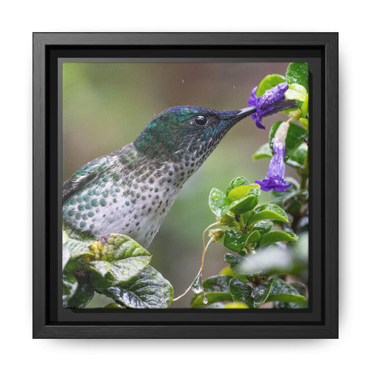 Female Juan Fernandez Firecrown Framed Canvas Print, Hummingbird and Purple Flowers Wall Art