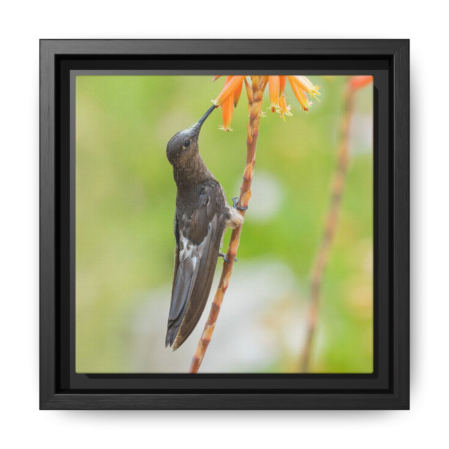 Giant Hummingbird Framed Canvas Print, Hummingbird and Orange Flowers Wall Art