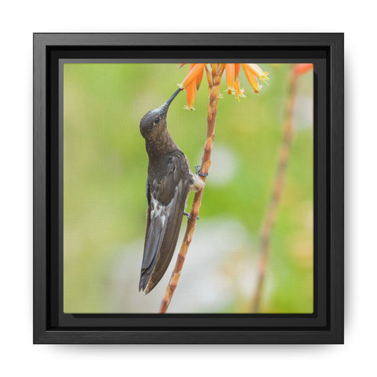 Giant Hummingbird Framed Canvas Print, Hummingbird and Orange Flowers Wall Art