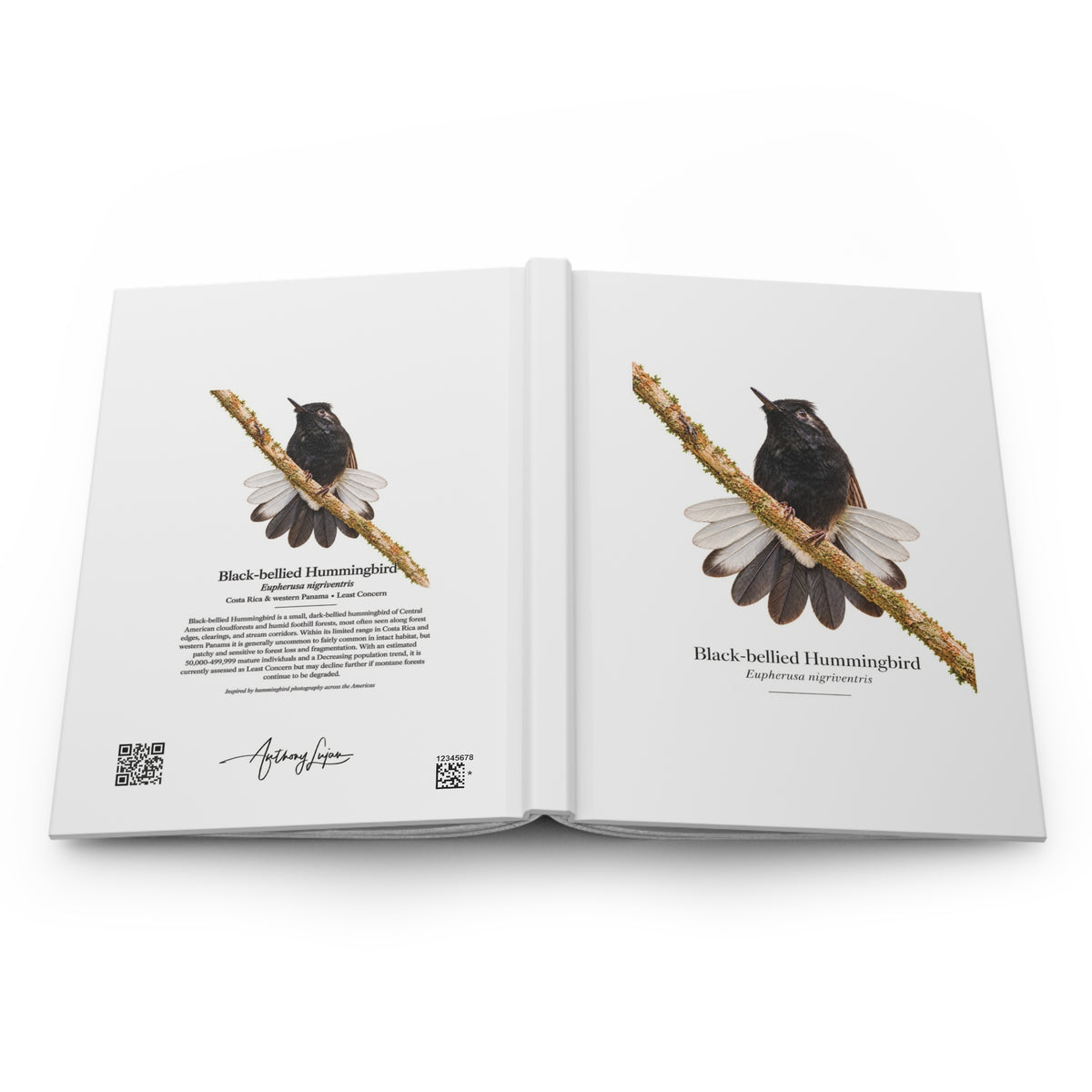 Black-bellied Hummingbird Hardcover Journal