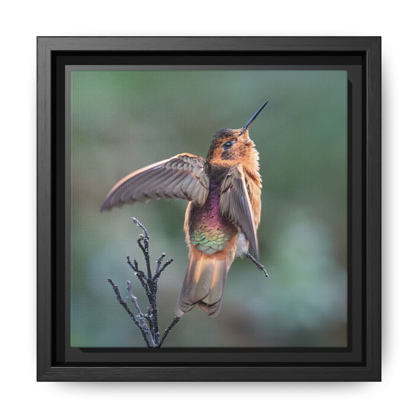 Shining Sunbeam Framed Canvas Print, Andean Hummingbird Wall Art