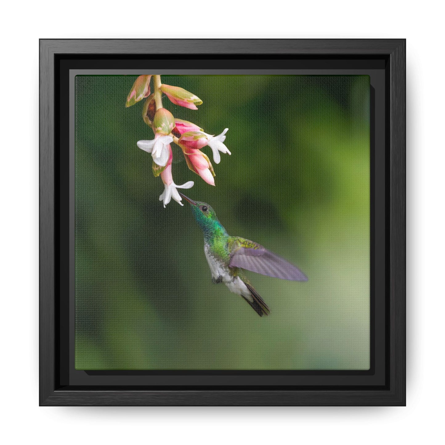 Mangrove Hummingbird Framed Canvas Print, Hummingbird and Tropical Flowers Wall Art