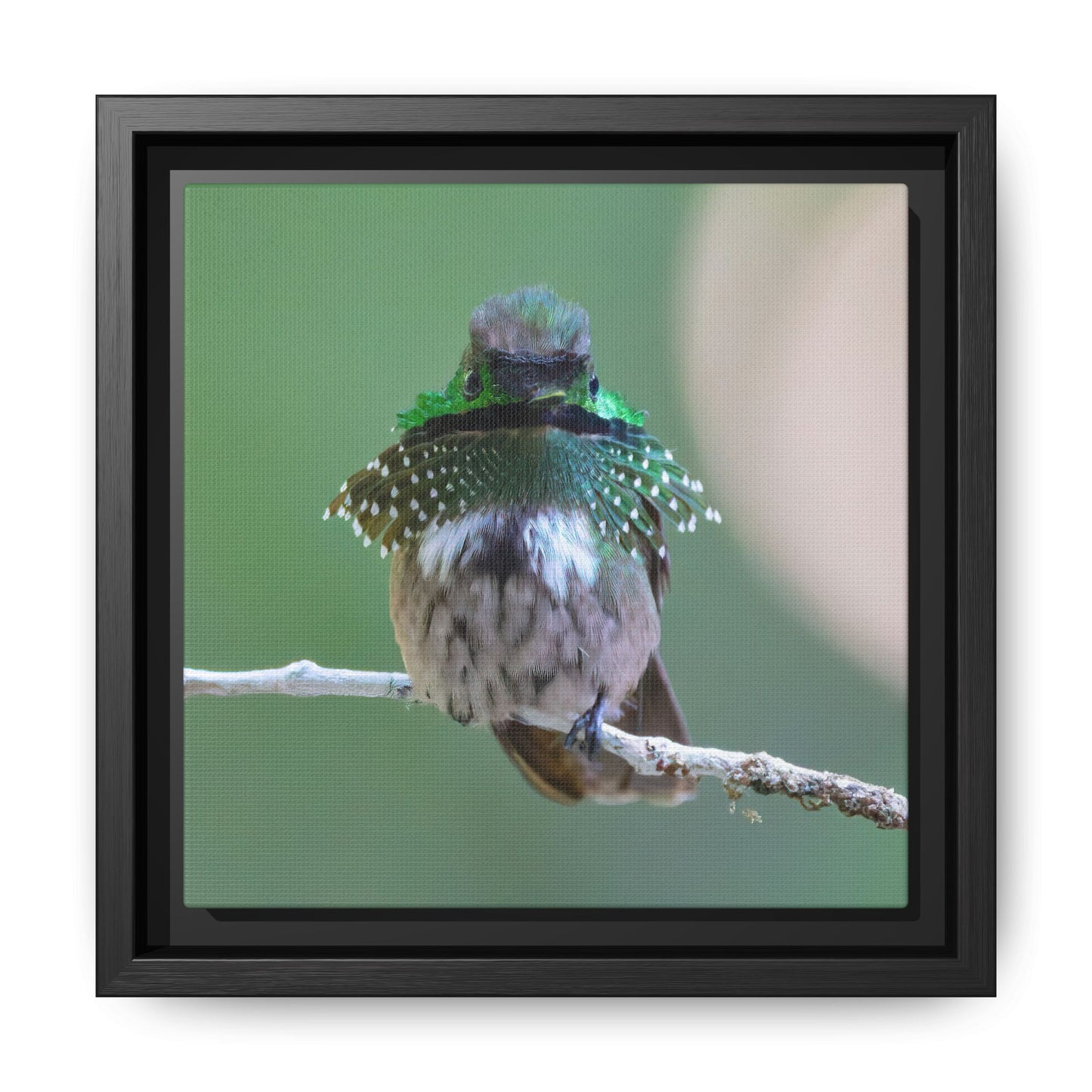 Festive Coquette Framed Canvas Print, Hummingbird Portrait Wall Art