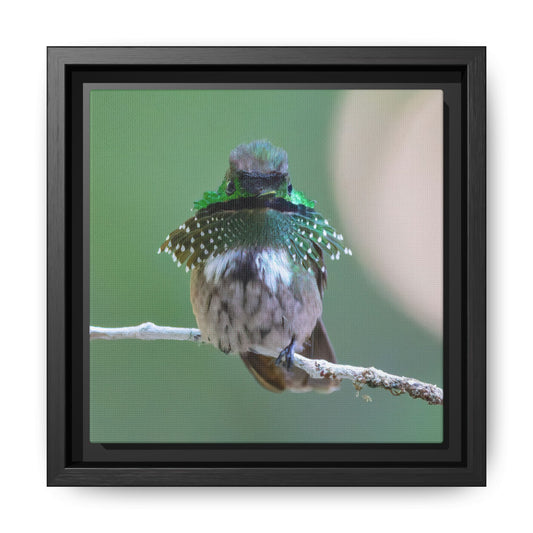 Festive Coquette Framed Canvas Print, Hummingbird Portrait Wall Art