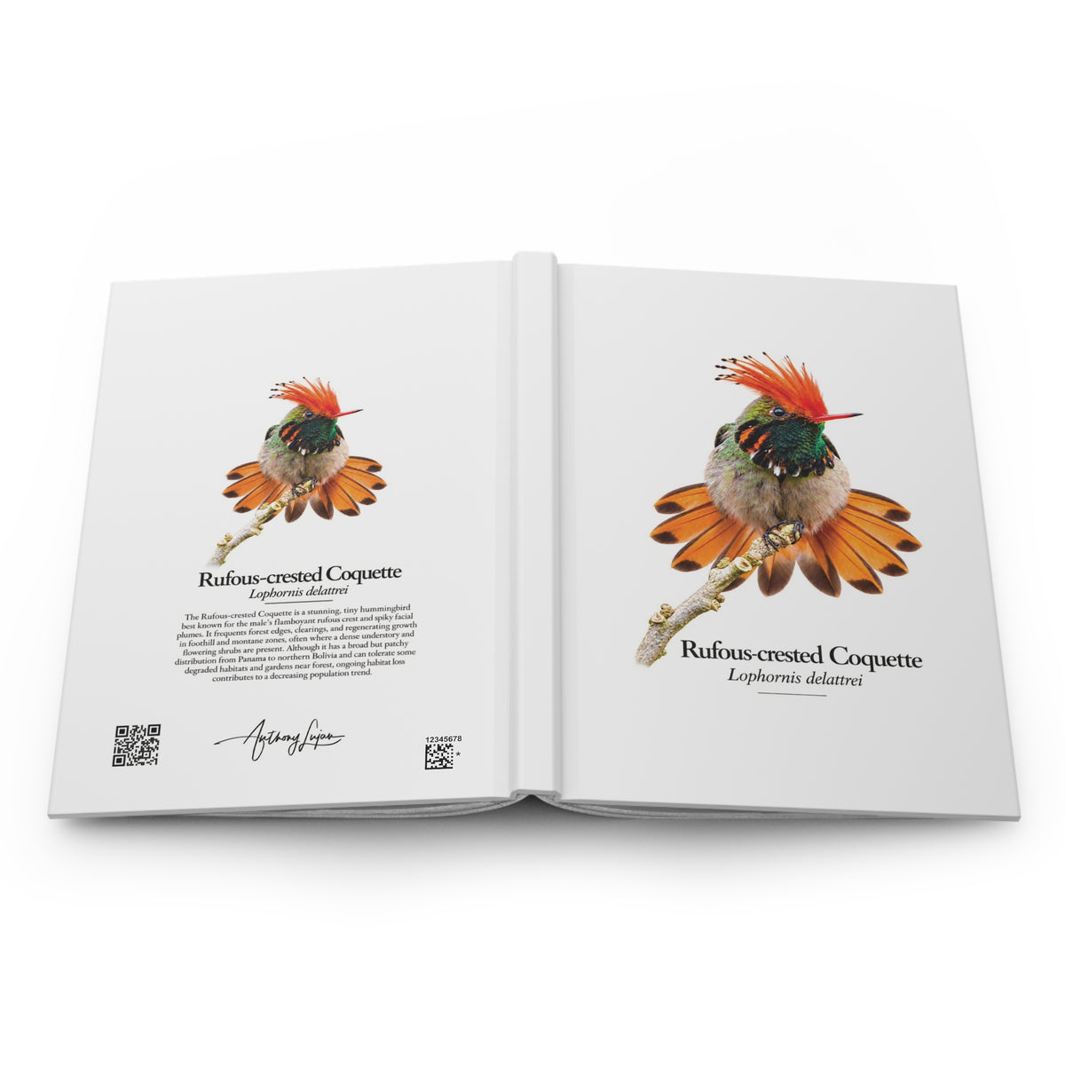 Rufous-crested Coquette Hardcover Journal