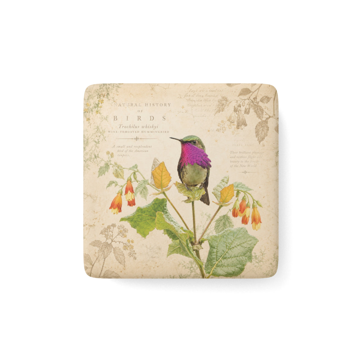 Wine-throated Hummingbird Porcelain Tile Magnet