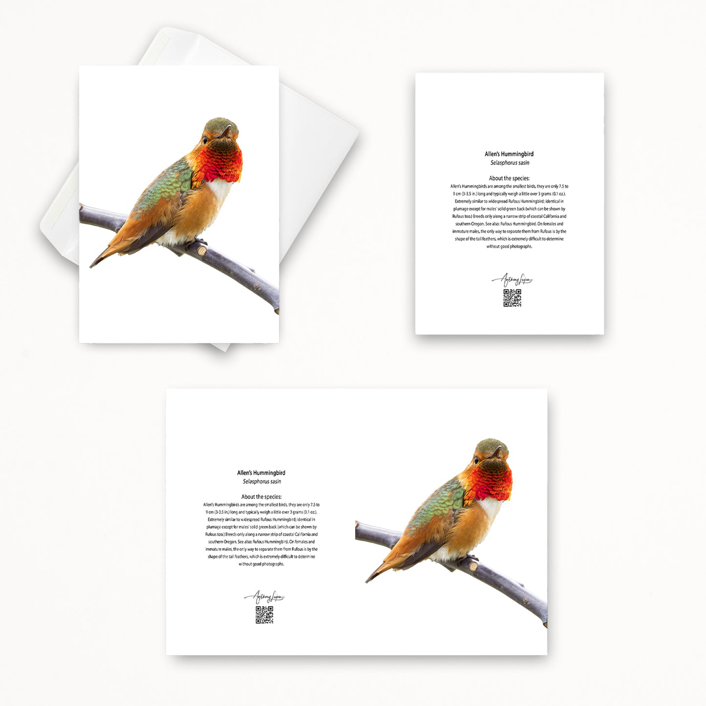 Allen’s Hummingbird 5x7 note card featuring Anthony Lujan photography