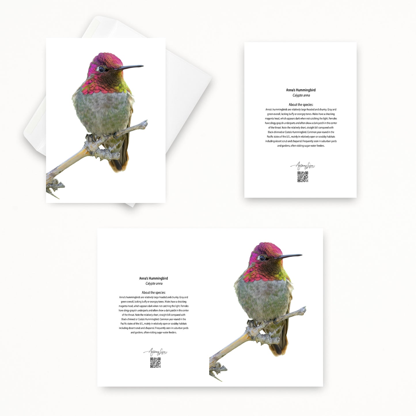 Anna’s Hummingbird 5x7 note card featuring Anthony Lujan photography