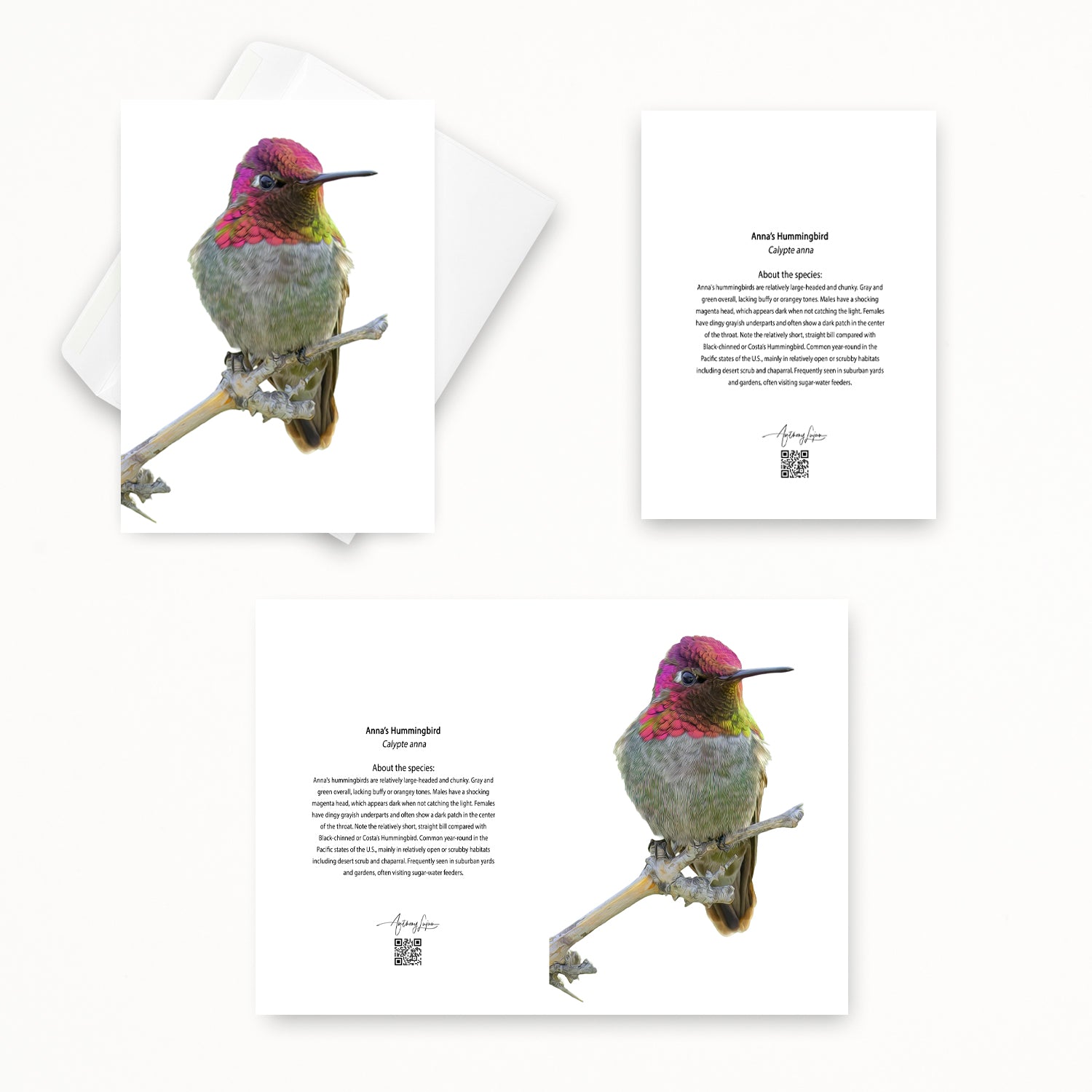 Anna’s Hummingbird 5x7 note card featuring Anthony Lujan photography