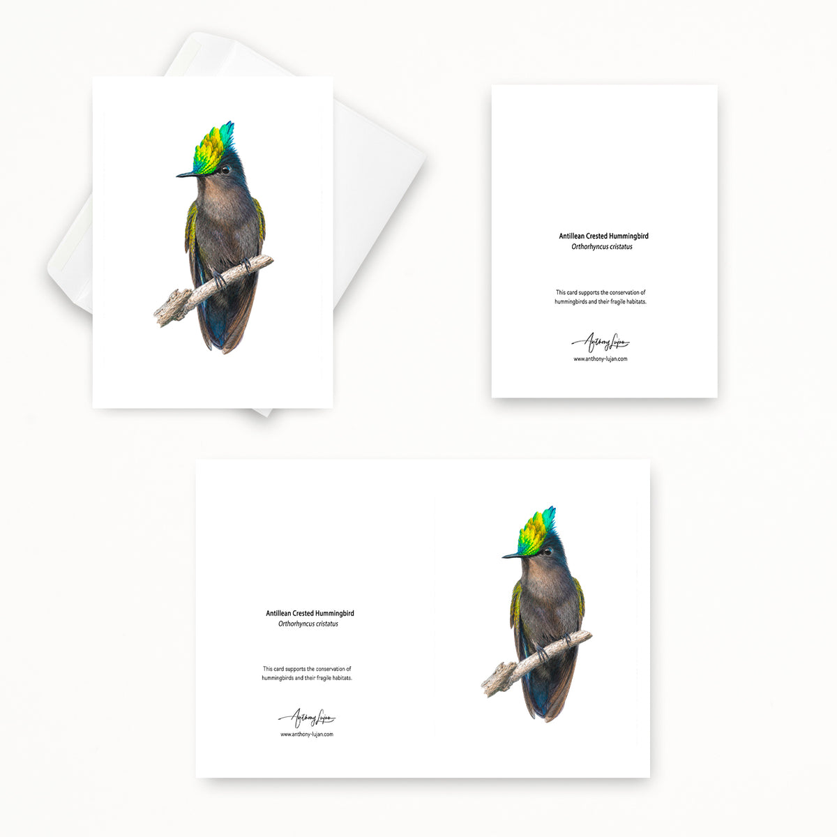 Antillean Crested Hummingbird | 5x7 Note Card
