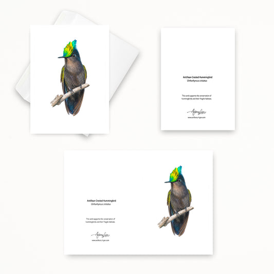 Antillean Crested Hummingbird | 5x7 Note Card